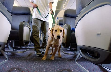 Making Pet Travel a Breeze: Why Choose Volaris Cargo